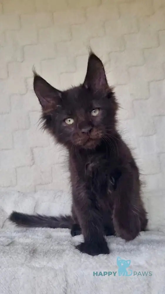 Joe Maine Coon male black live animals