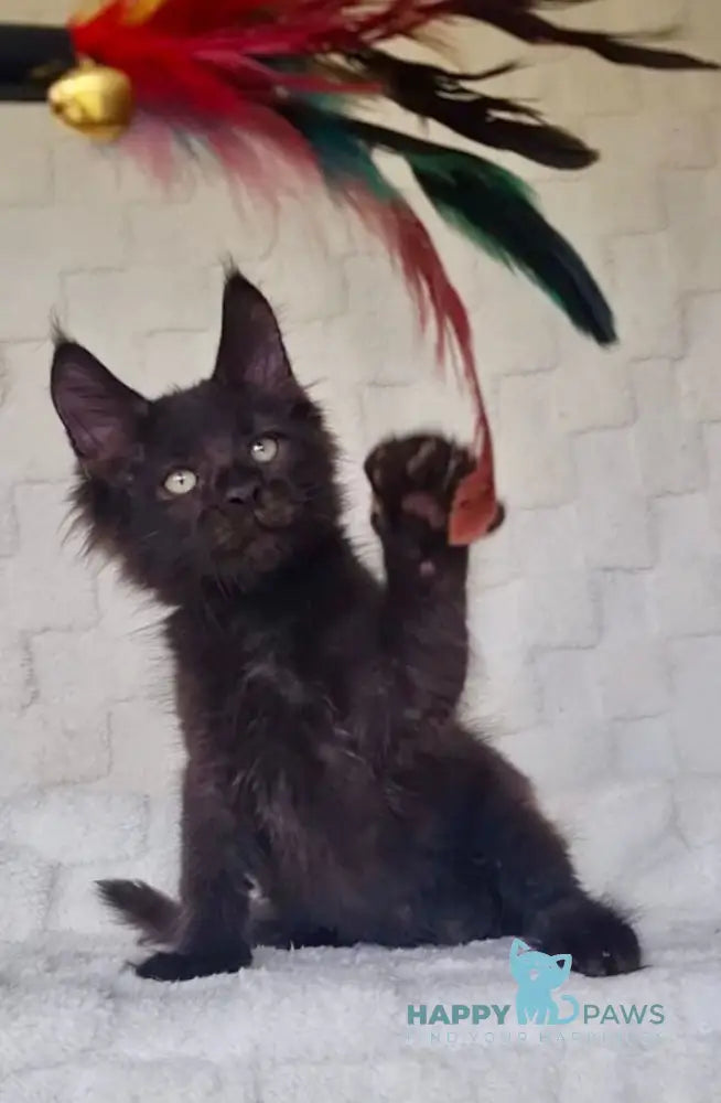Joe Maine Coon male black live animals