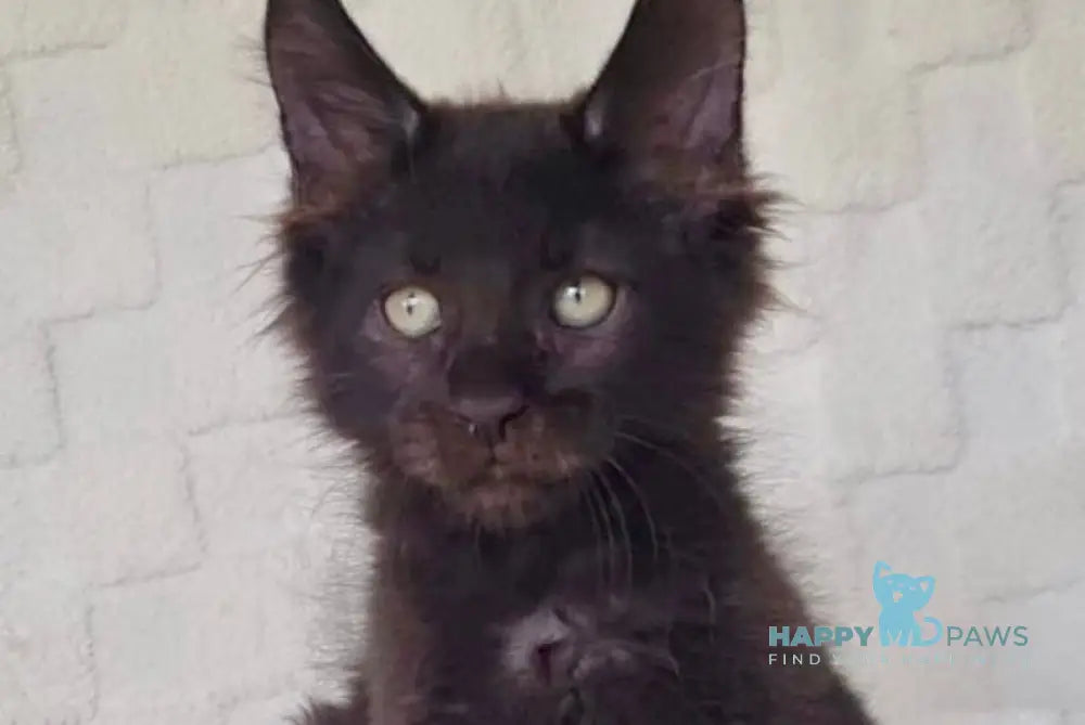 Joe Maine Coon male black live animals