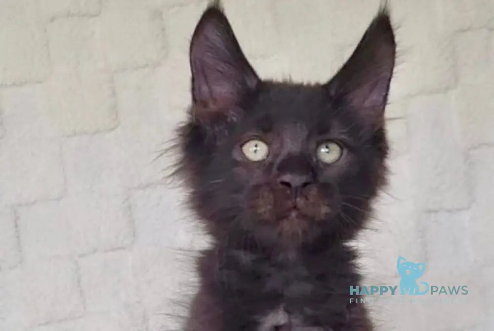 Joe Maine Coon male black live animals