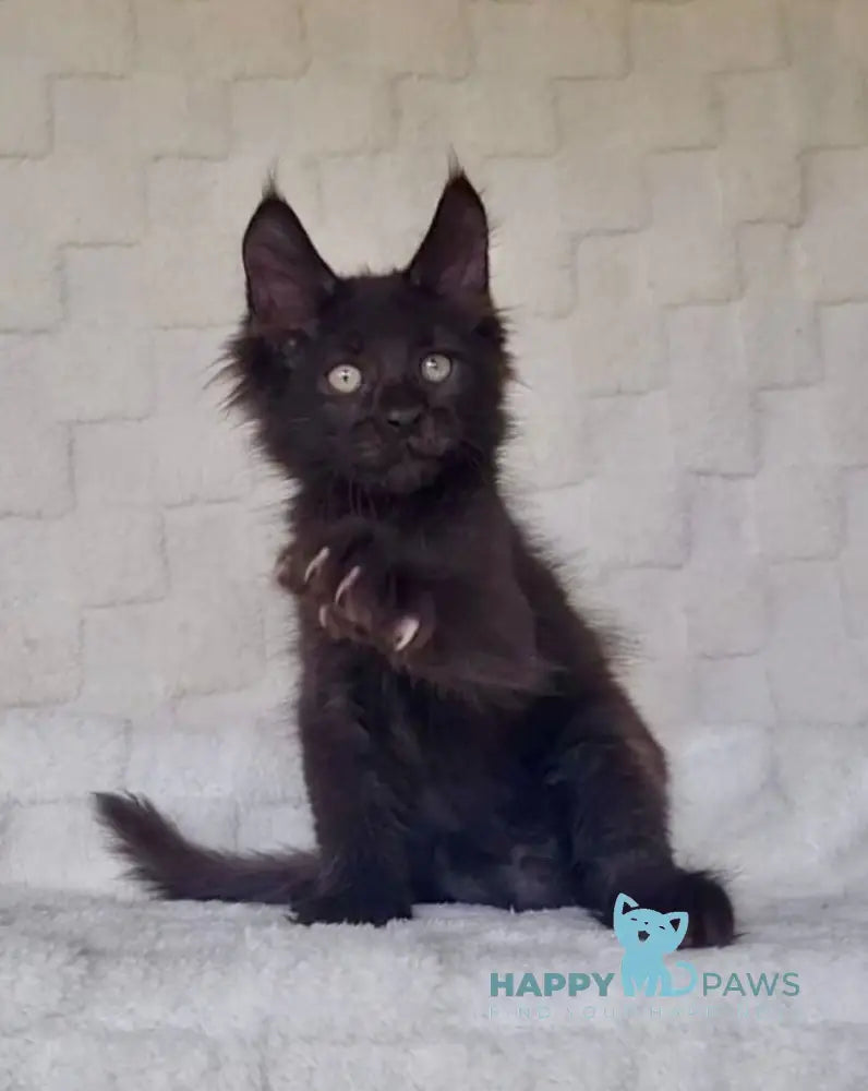 Joe Maine Coon male black live animals