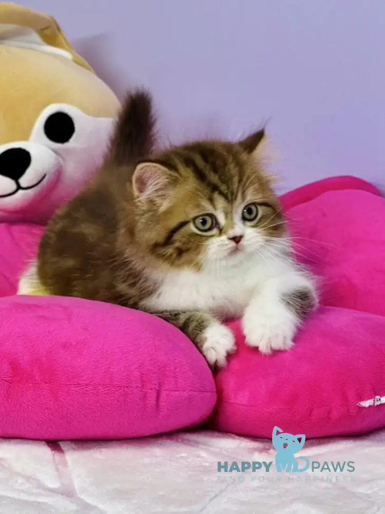 Joel Scottish Straight male chocolate tabby bicolour live animals