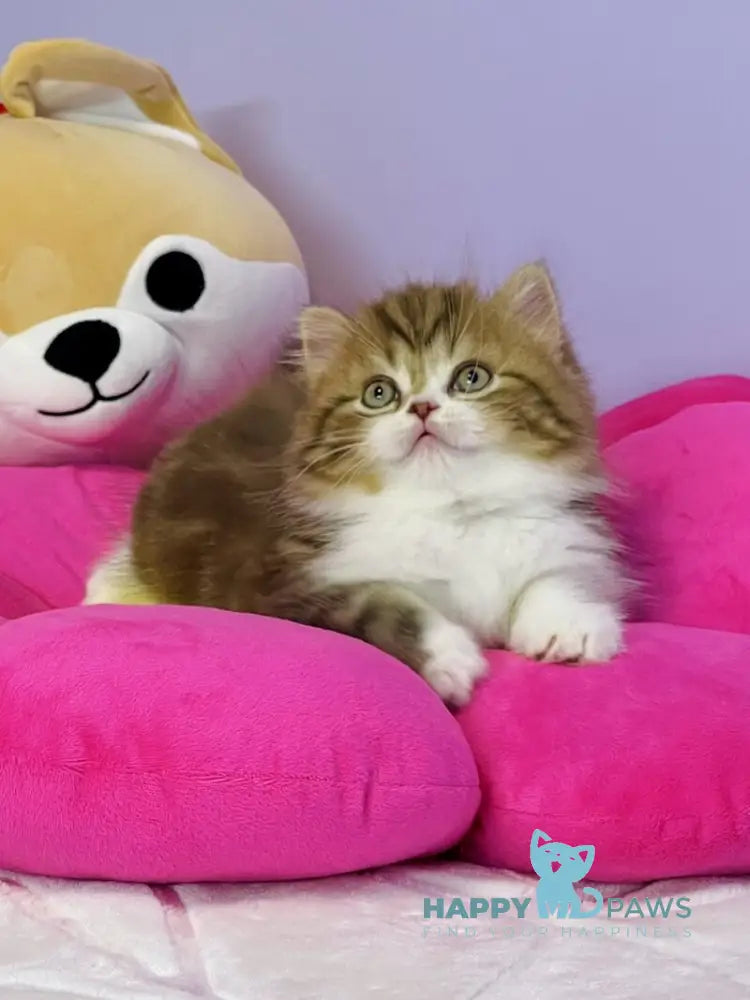 Joel Scottish Straight male chocolate tabby bicolour live animals