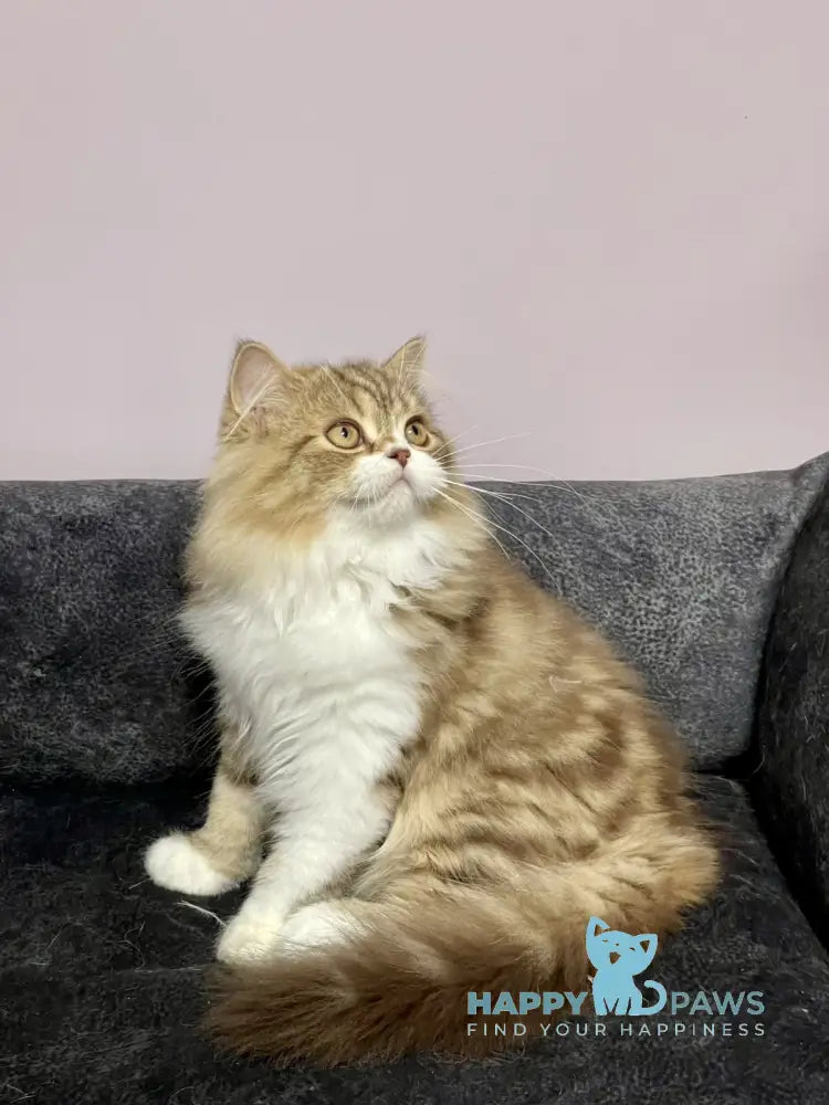 Joel Scottish Straight male chocolate tabby bicolour live animals