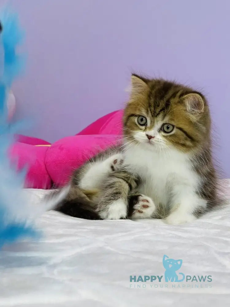 Joel Scottish Straight male chocolate tabby bicolour live animals