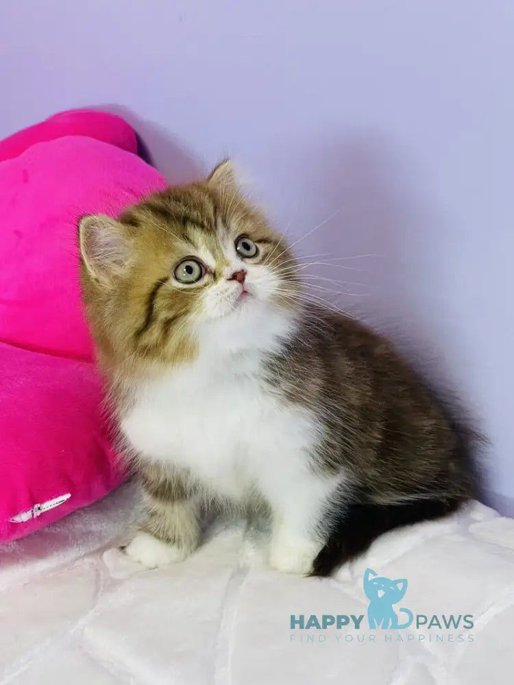 Joel Scottish Straight male chocolate tabby bicolour live animals