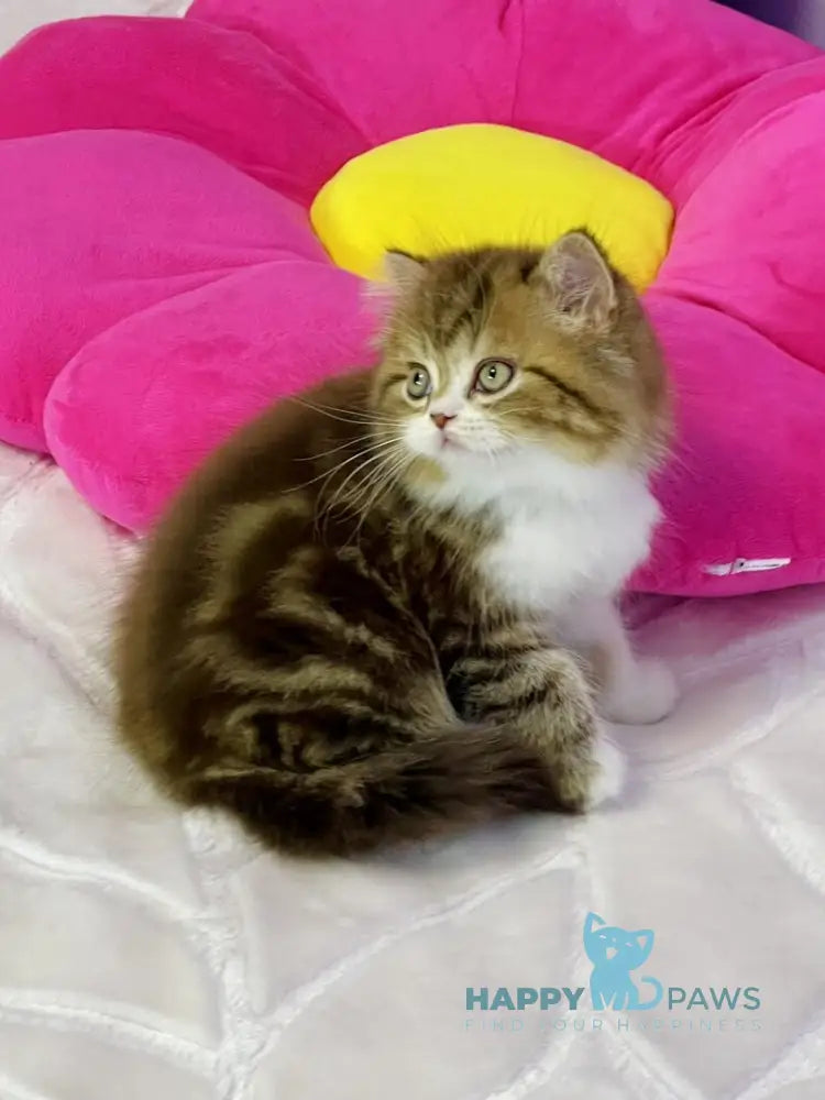 Joel Scottish Straight male chocolate tabby bicolour live animals