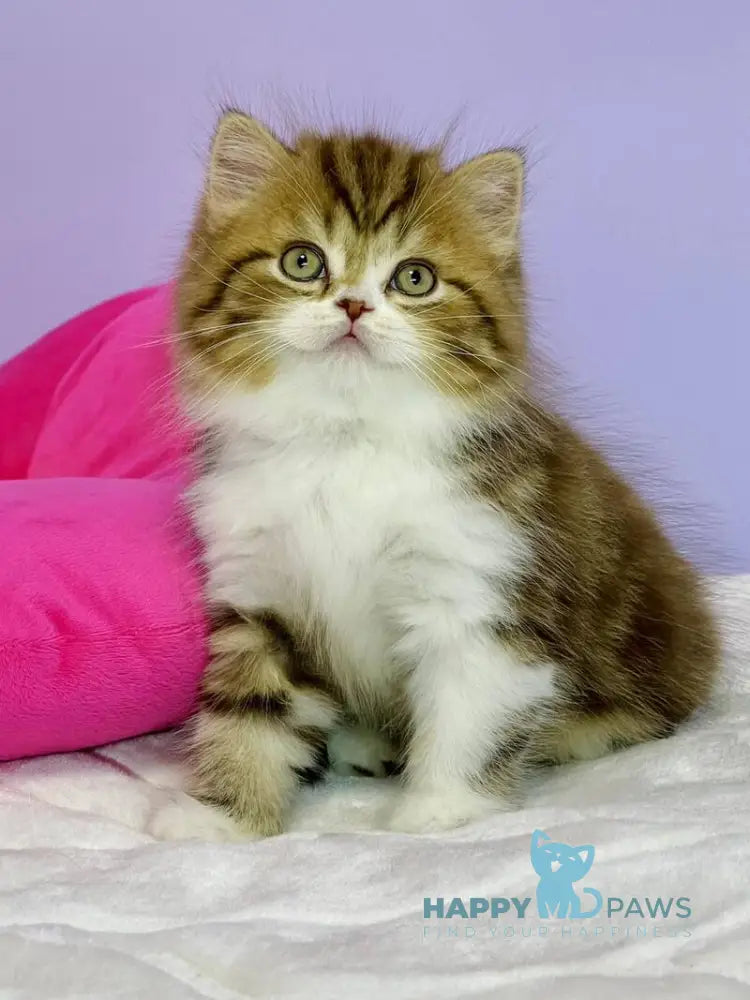 Joel Scottish Straight male chocolate tabby bicolour live animals