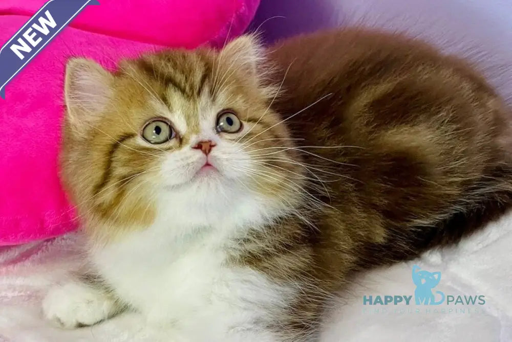 Joel Scottish Straight male chocolate tabby bicolour live animals