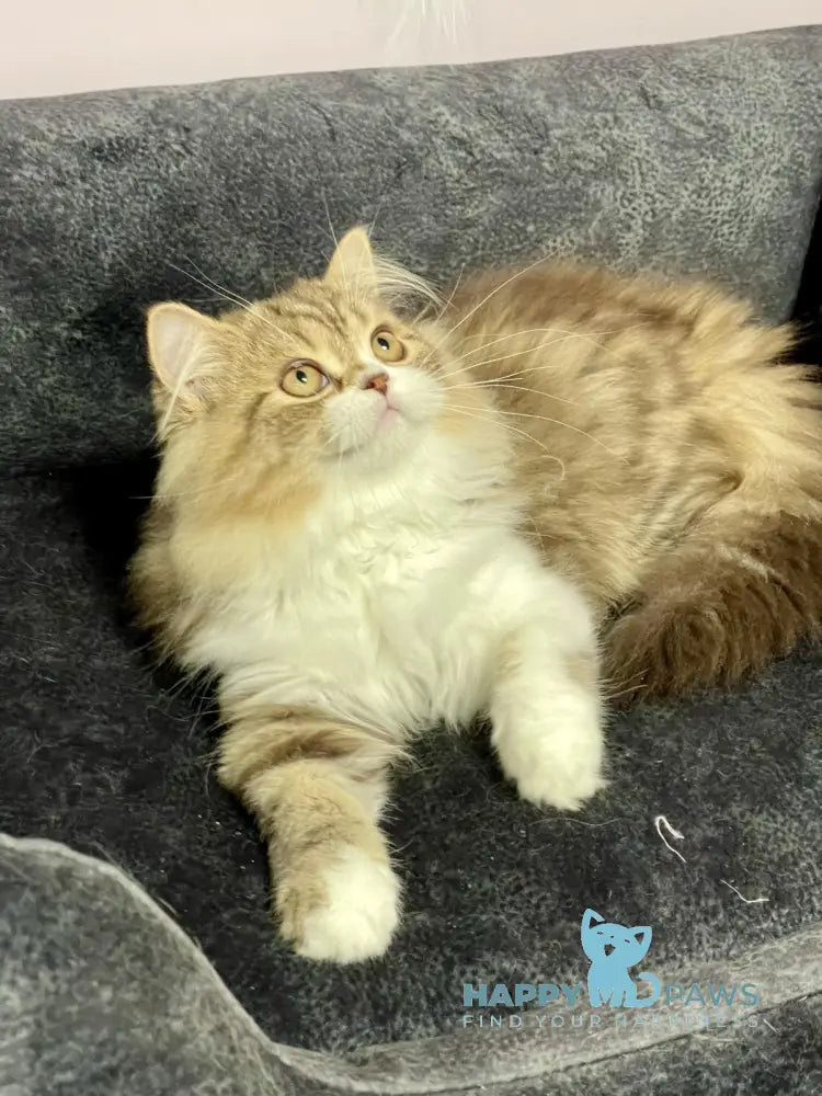 Joel Scottish Straight male chocolate tabby bicolour live animals