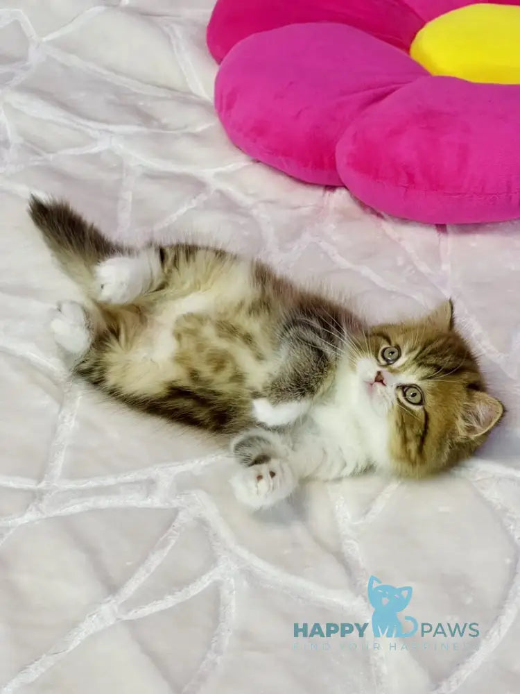 Joel Scottish Straight male chocolate tabby bicolour live animals