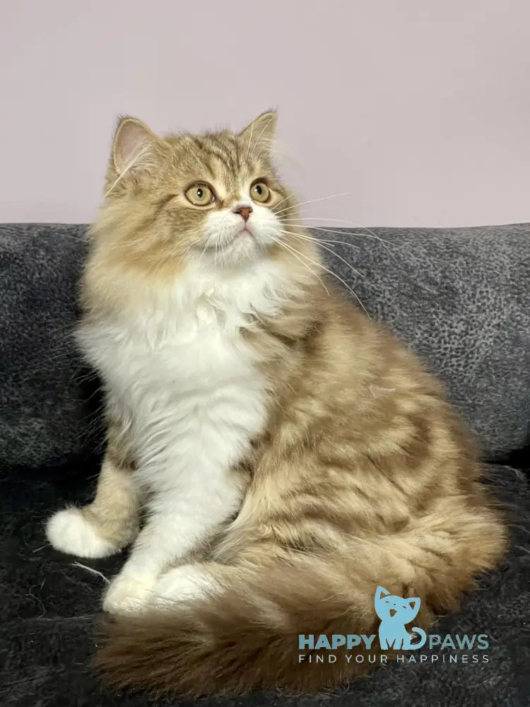 Joel Scottish Straight male chocolate tabby bicolour live animals