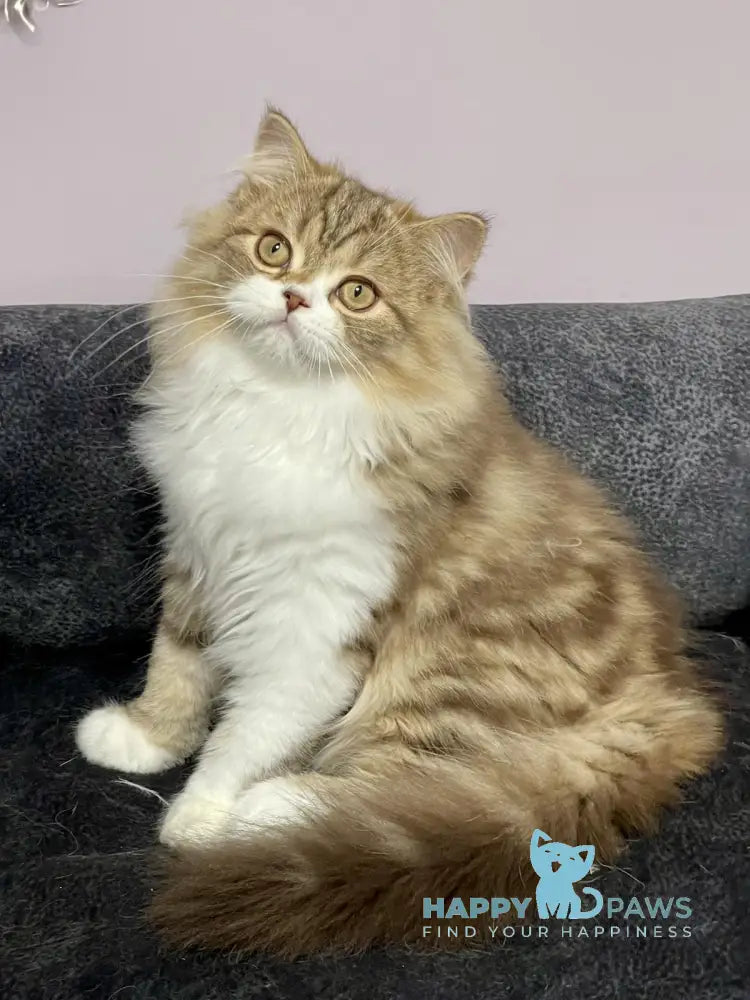 Joel Scottish Straight male chocolate tabby bicolour live animals