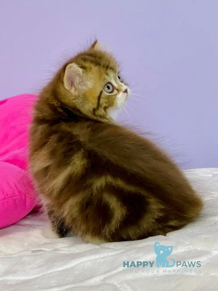 Joel Scottish Straight male chocolate tabby bicolour live animals