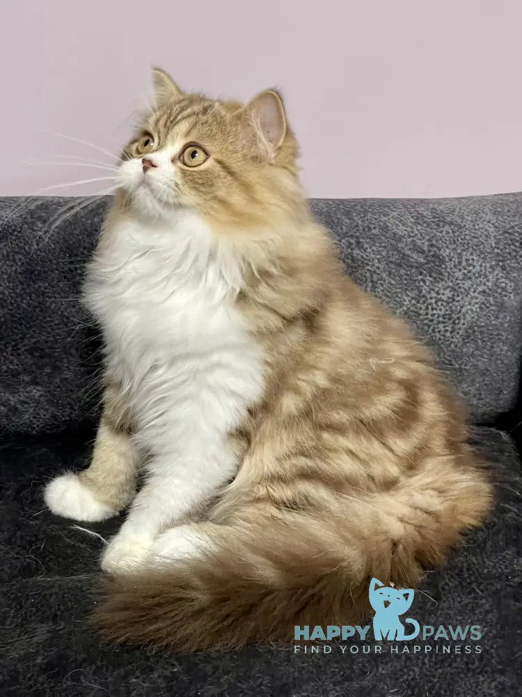 Joel Scottish Straight male chocolate tabby bicolour live animals