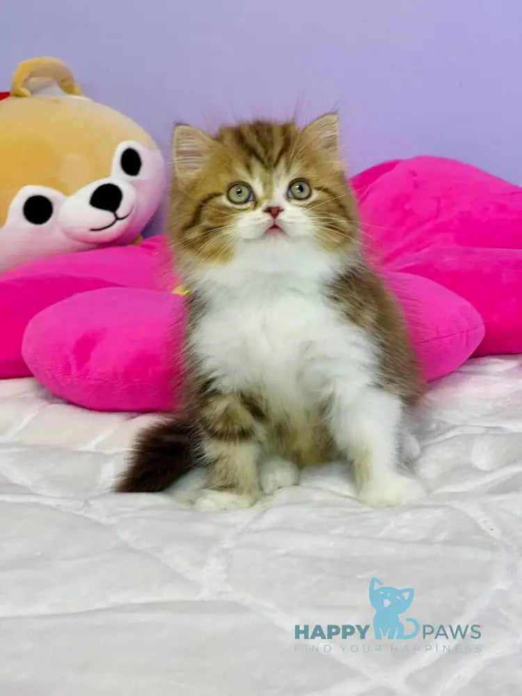 Joel Scottish Straight male chocolate tabby bicolour live animals