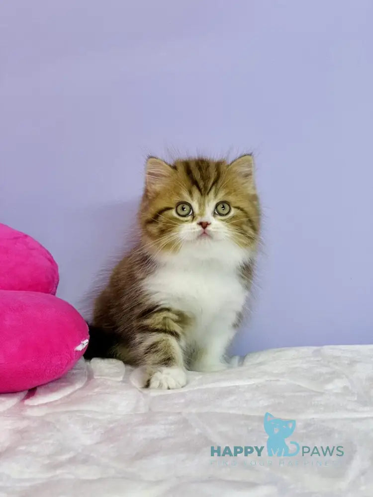 Joel Scottish Straight male chocolate tabby bicolour live animals