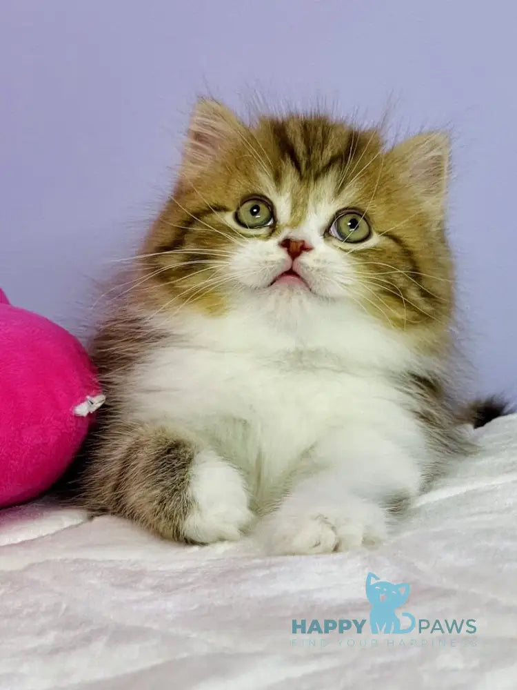 Joel Scottish Straight male chocolate tabby bicolour live animals