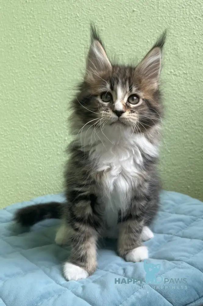 Joelle Maine Coon female black bicolour tabby live animals