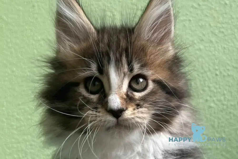 Joelle Maine Coon female black bicolour tabby live animals