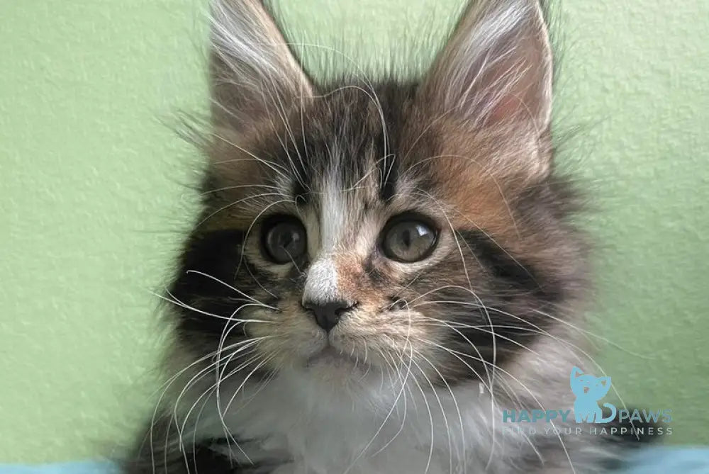 Joelle Maine Coon female black bicolour tabby live animals