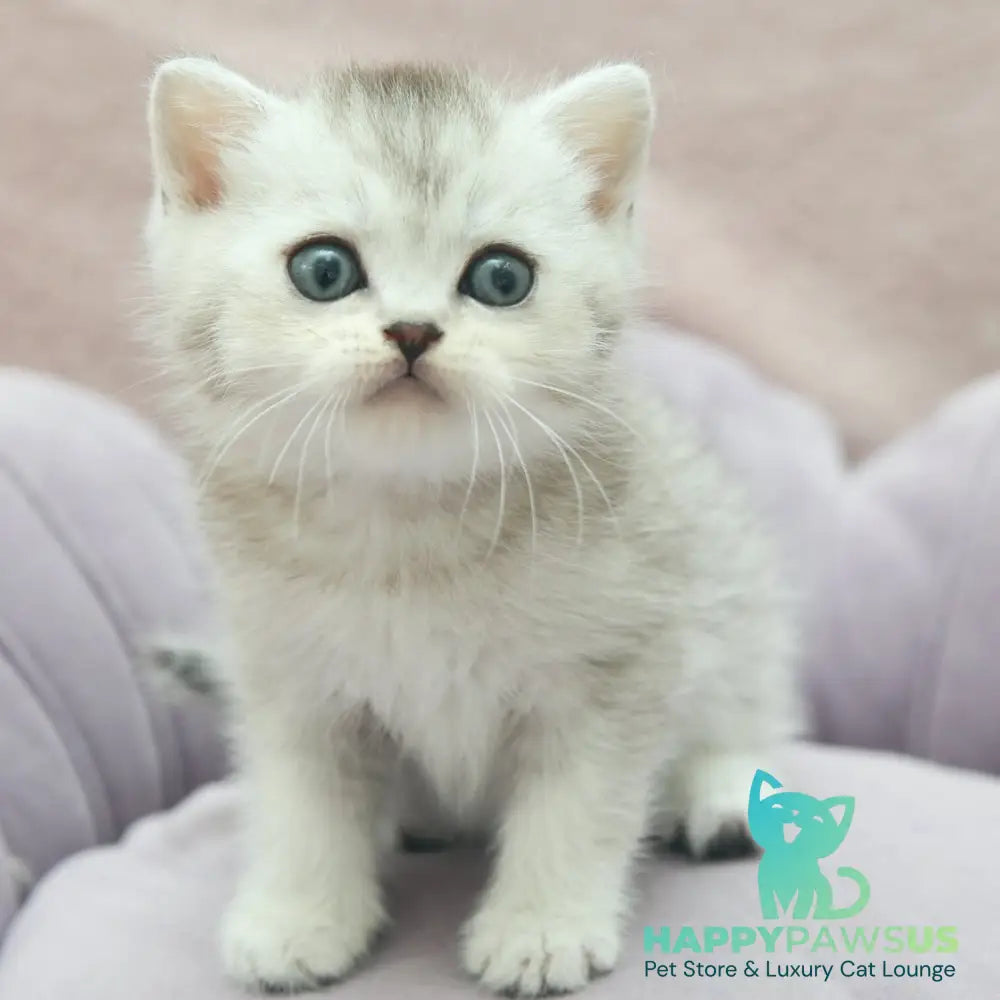 Joey Scottish Straight male black silver shaded - live animals