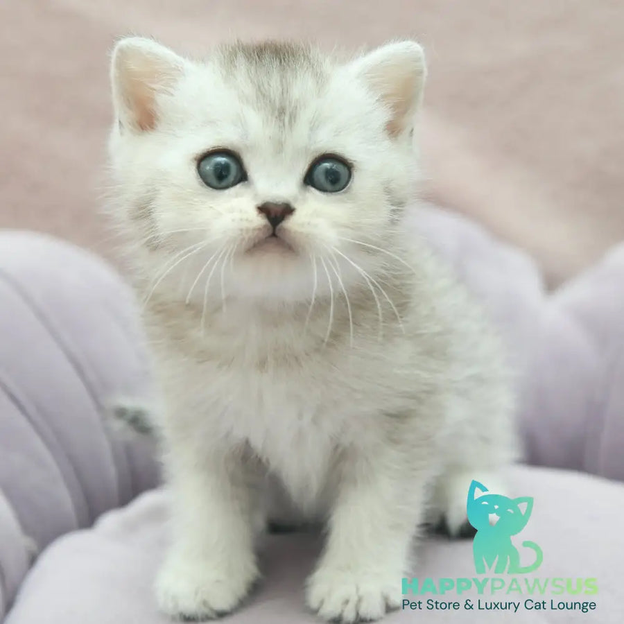 Joey Scottish Straight male black silver shaded - live animals