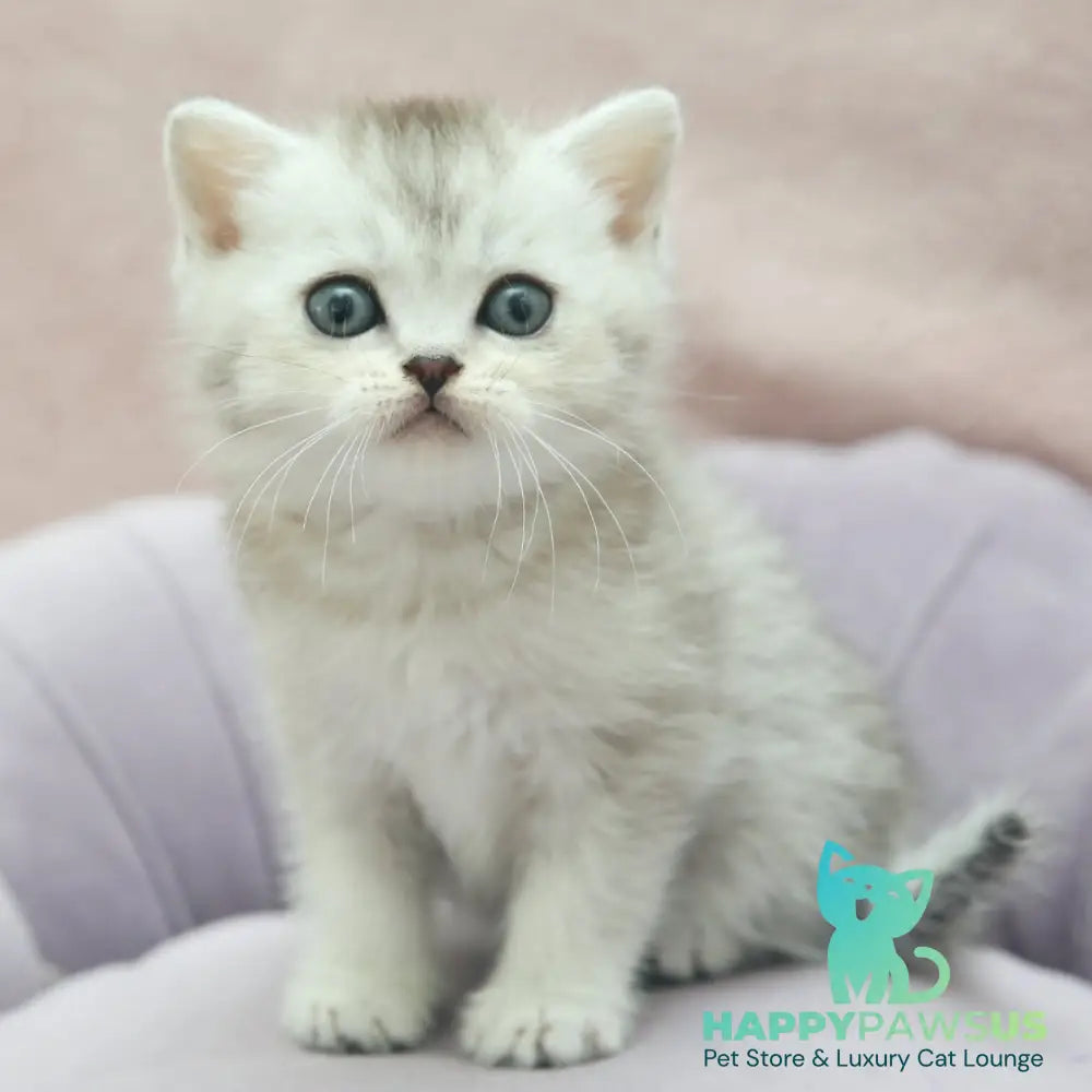 Joey Scottish Straight male black silver shaded - live animals