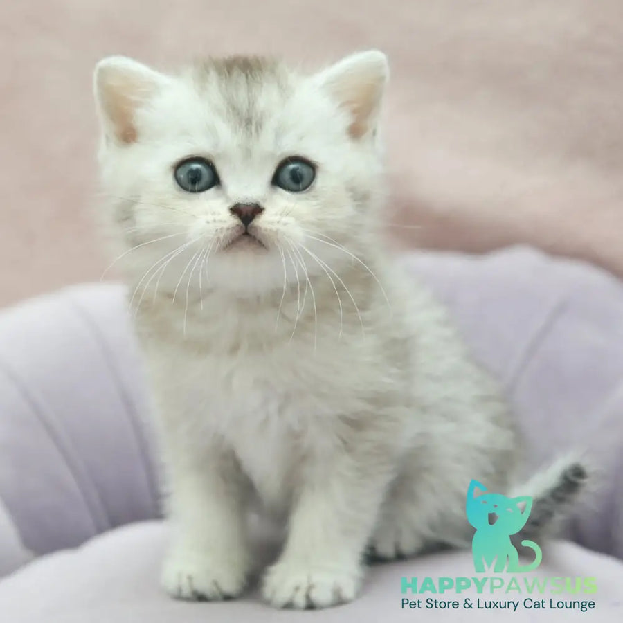 Joey Scottish Straight male black silver shaded - live animals