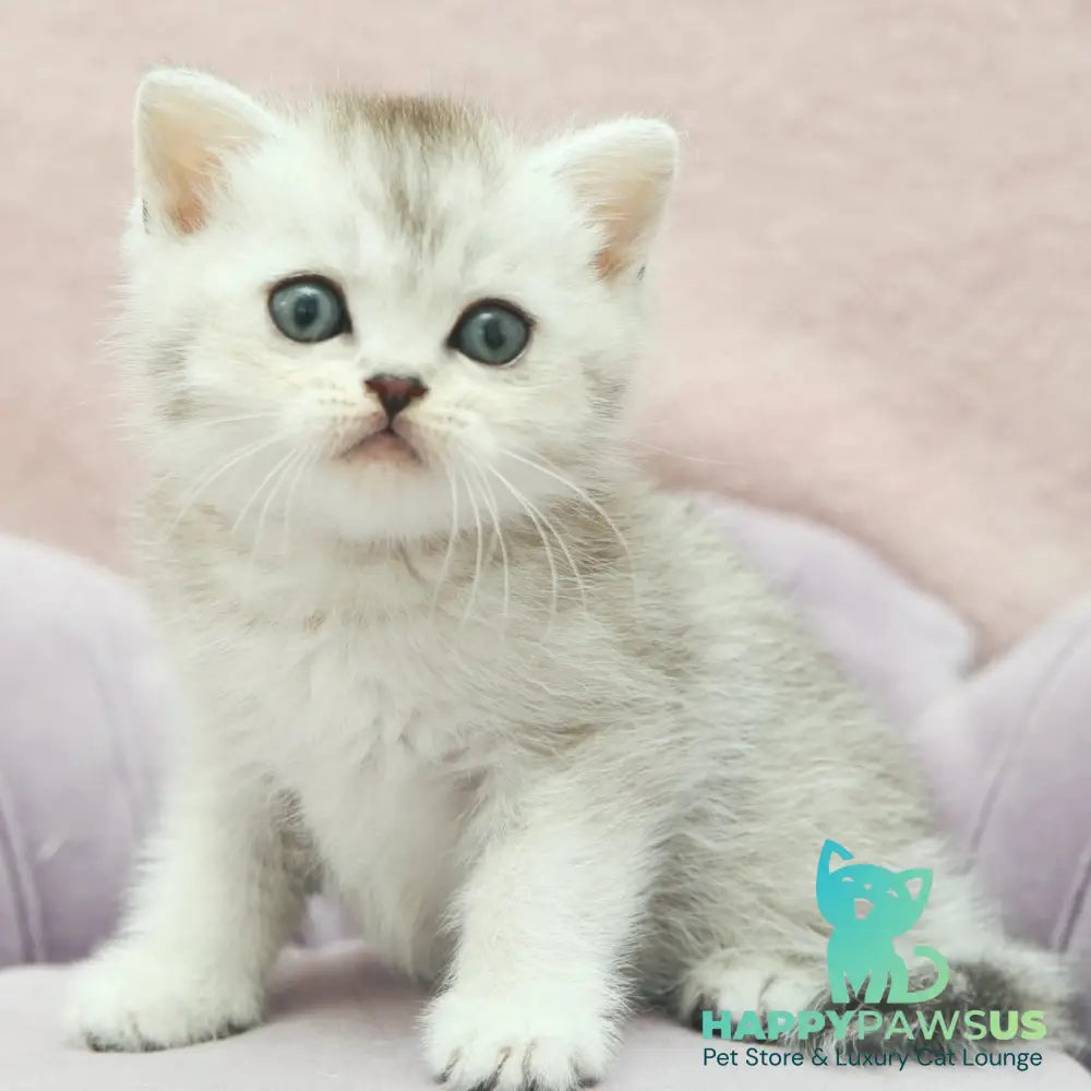 Joey Scottish Straight male black silver shaded - live animals