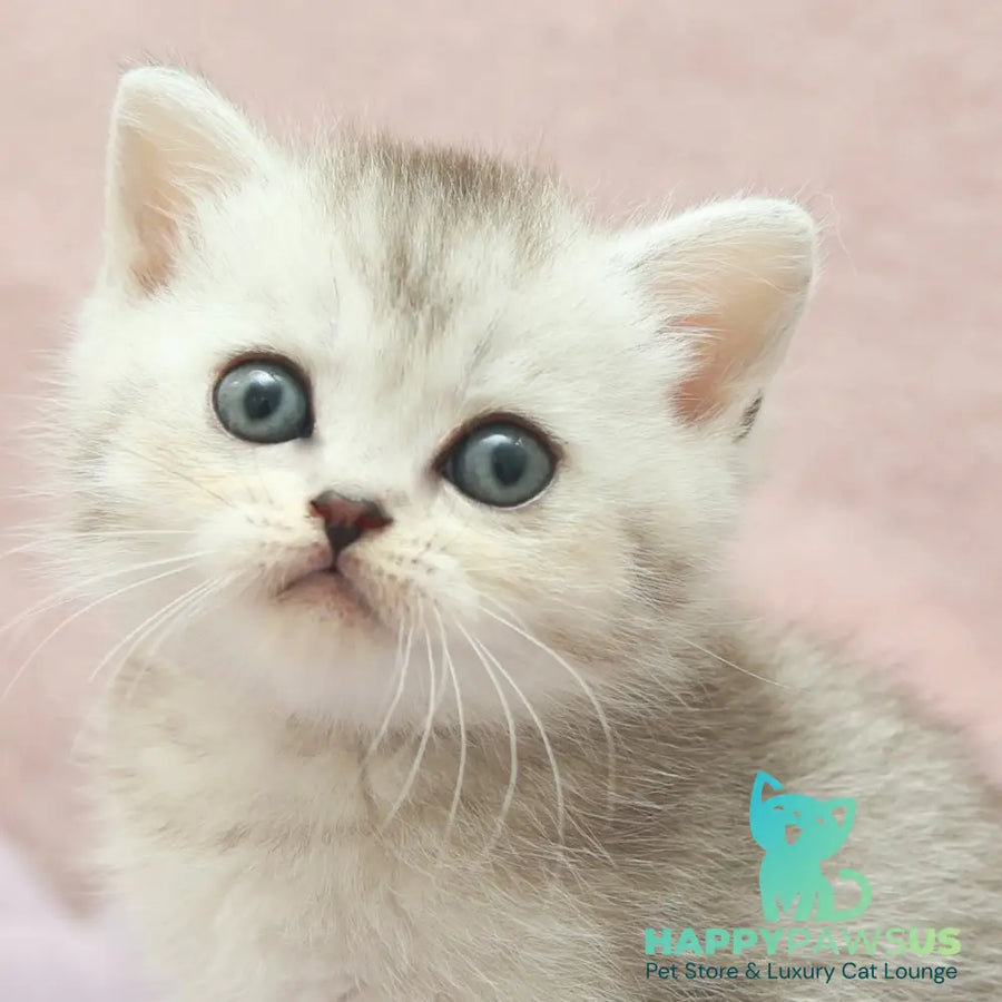 Joey Scottish Straight male black silver shaded - live animals