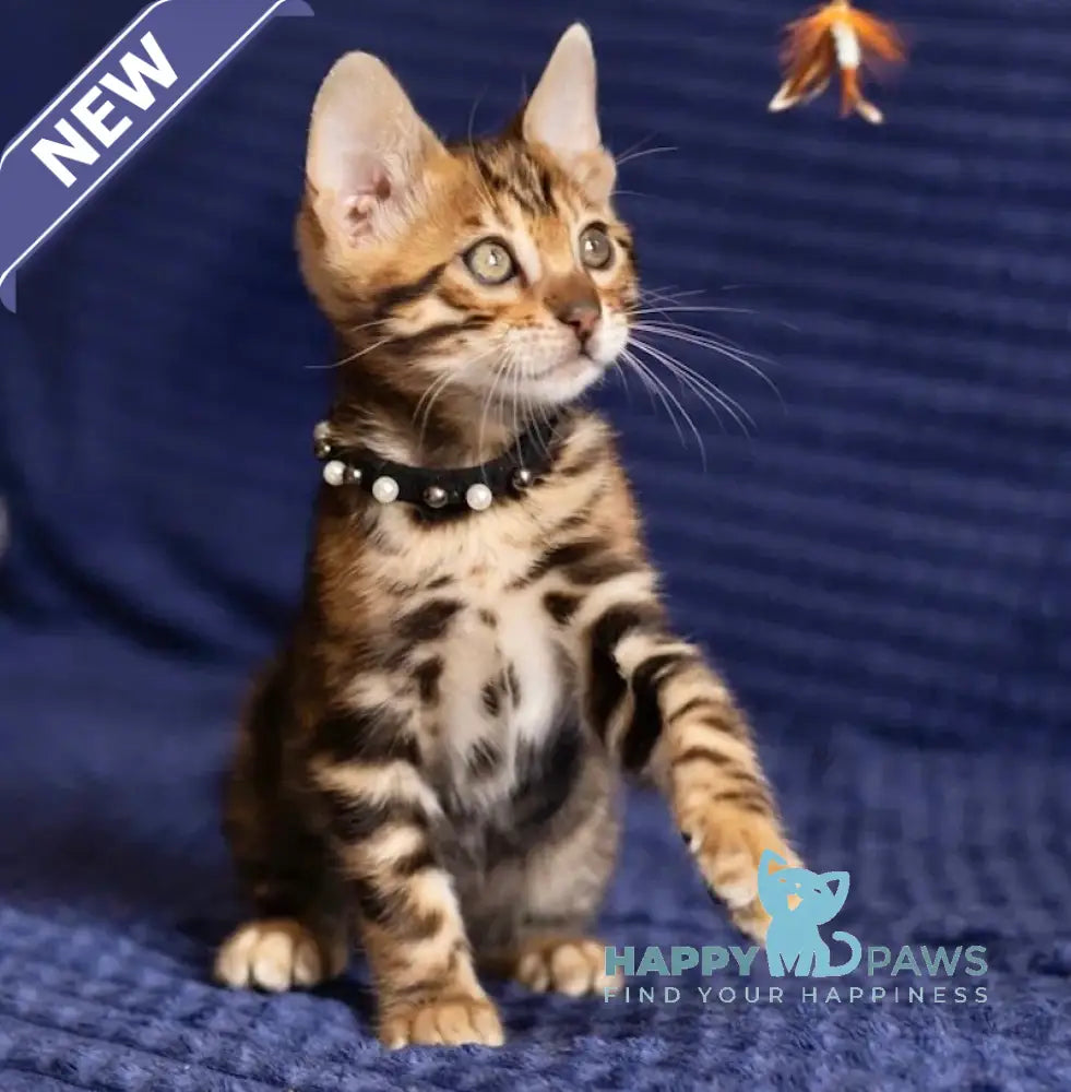 John Bengal male black spotted tabby live animals