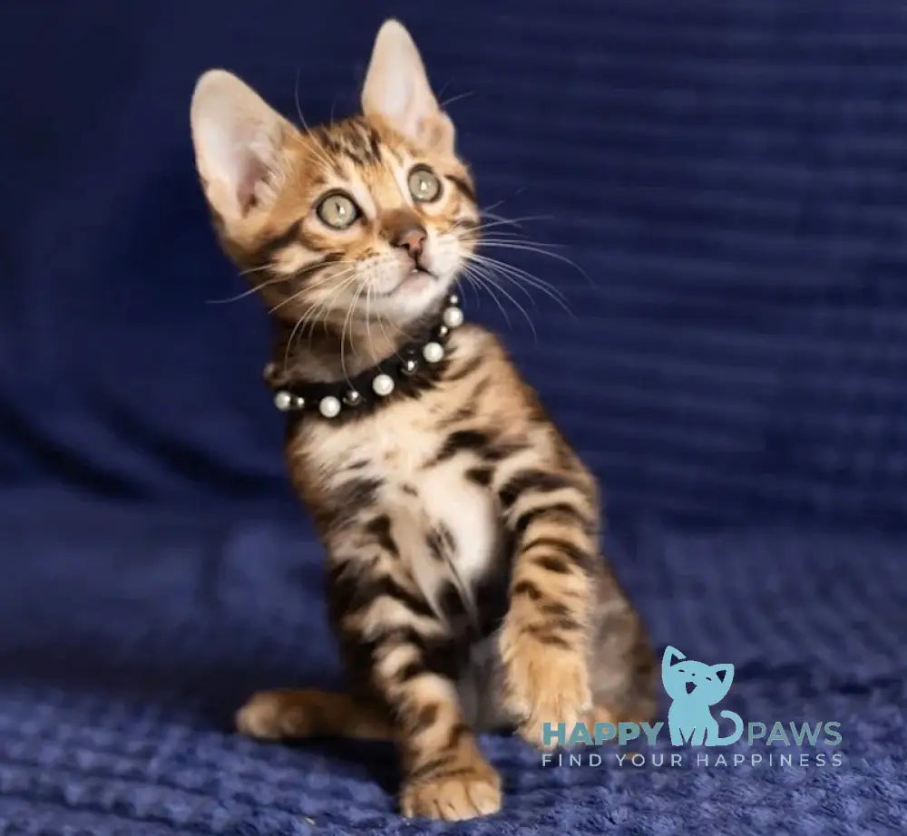 John Bengal male black spotted tabby live animals