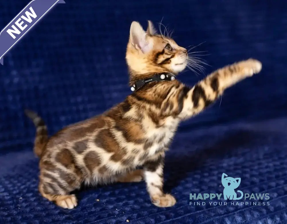 John Bengal male black spotted tabby live animals