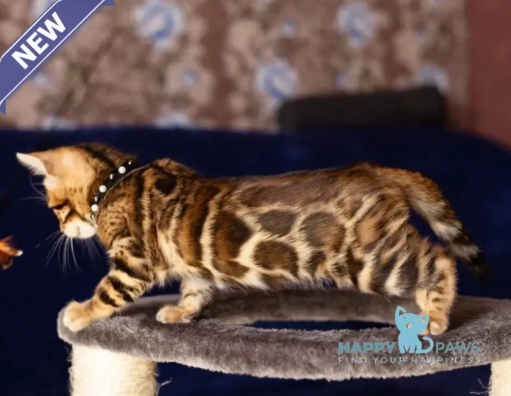 John Bengal male black spotted tabby live animals