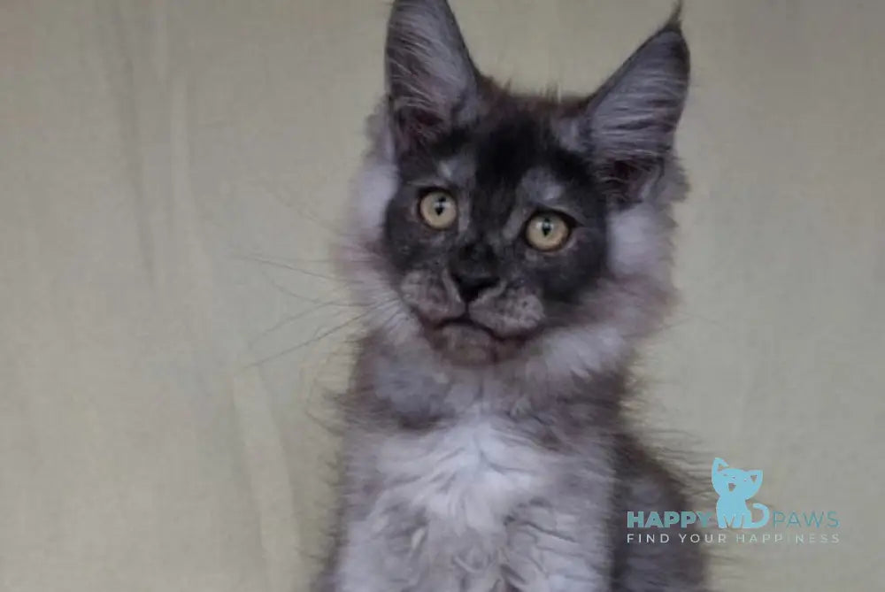John Maine Coon male black silver live animals