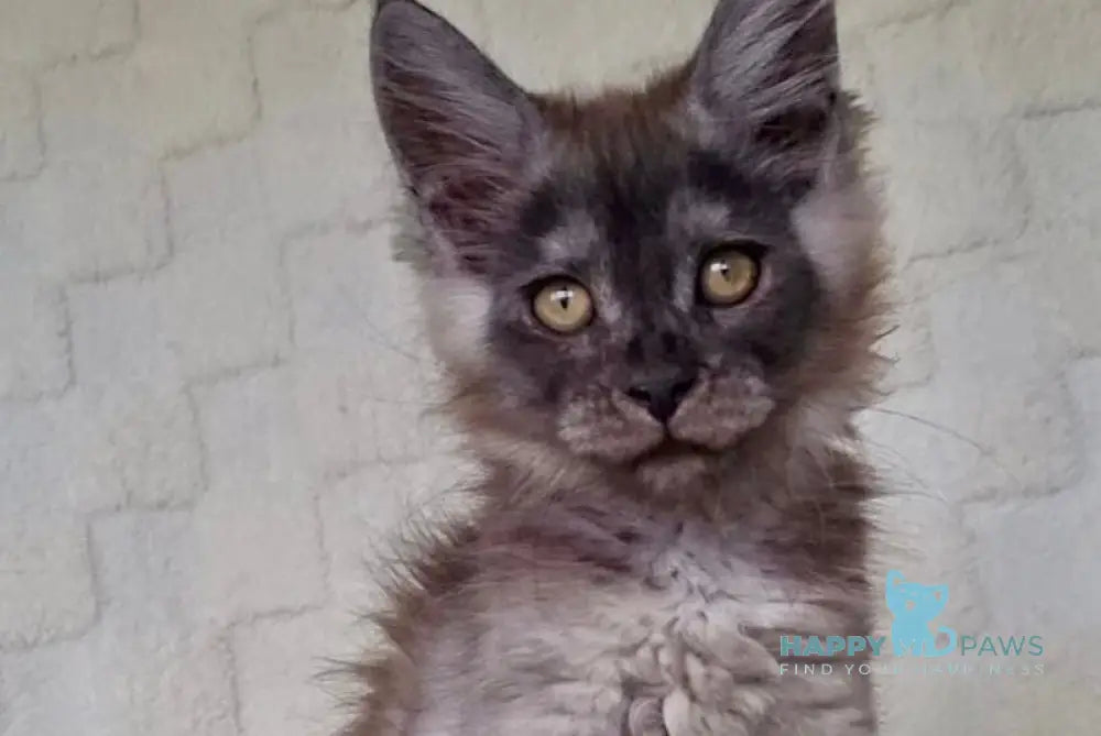 John Maine Coon male black silver live animals