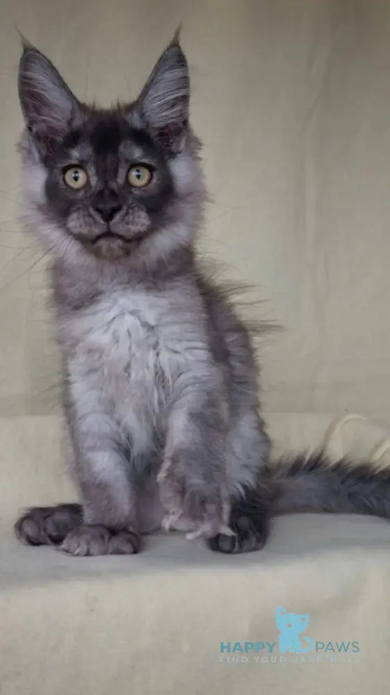 John Maine Coon male black silver live animals