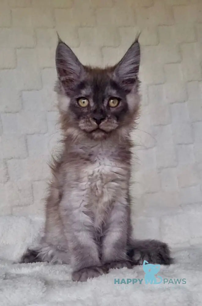 John Maine Coon male black silver live animals