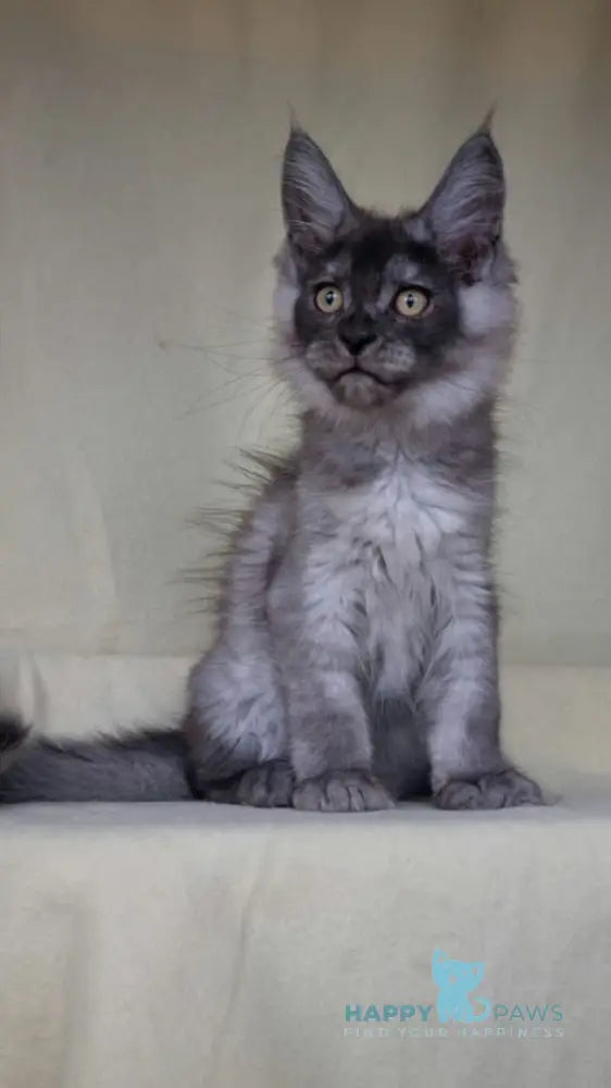 John Maine Coon male black silver live animals