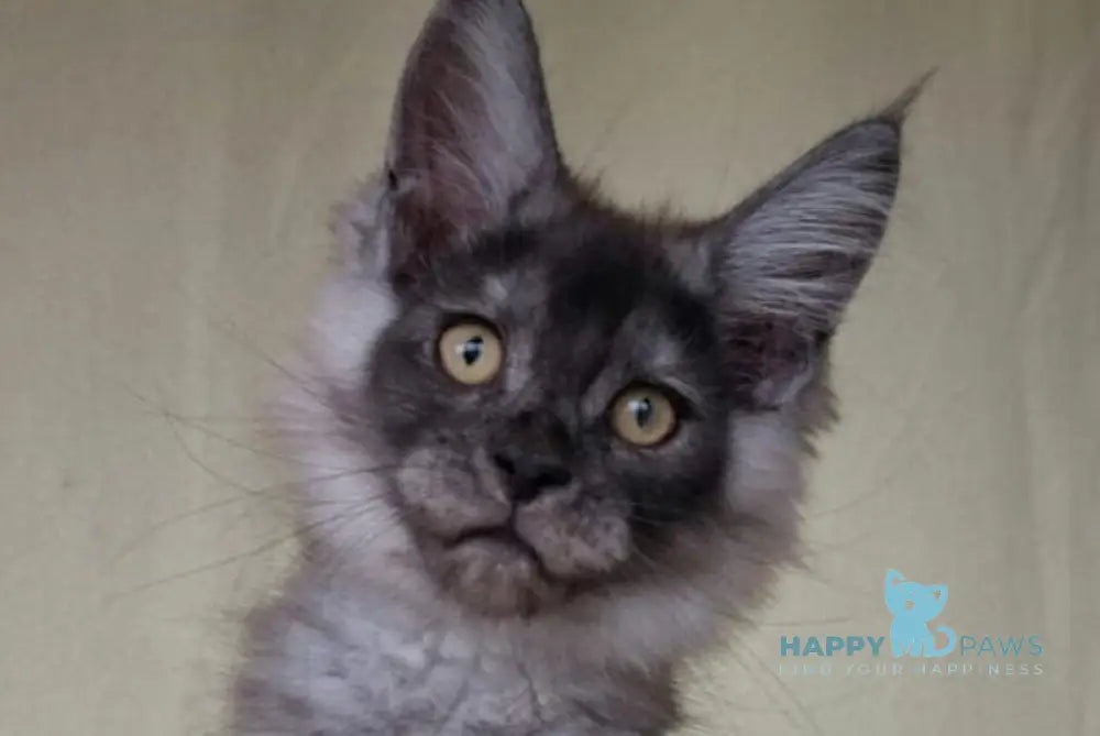 John Maine Coon male black silver live animals