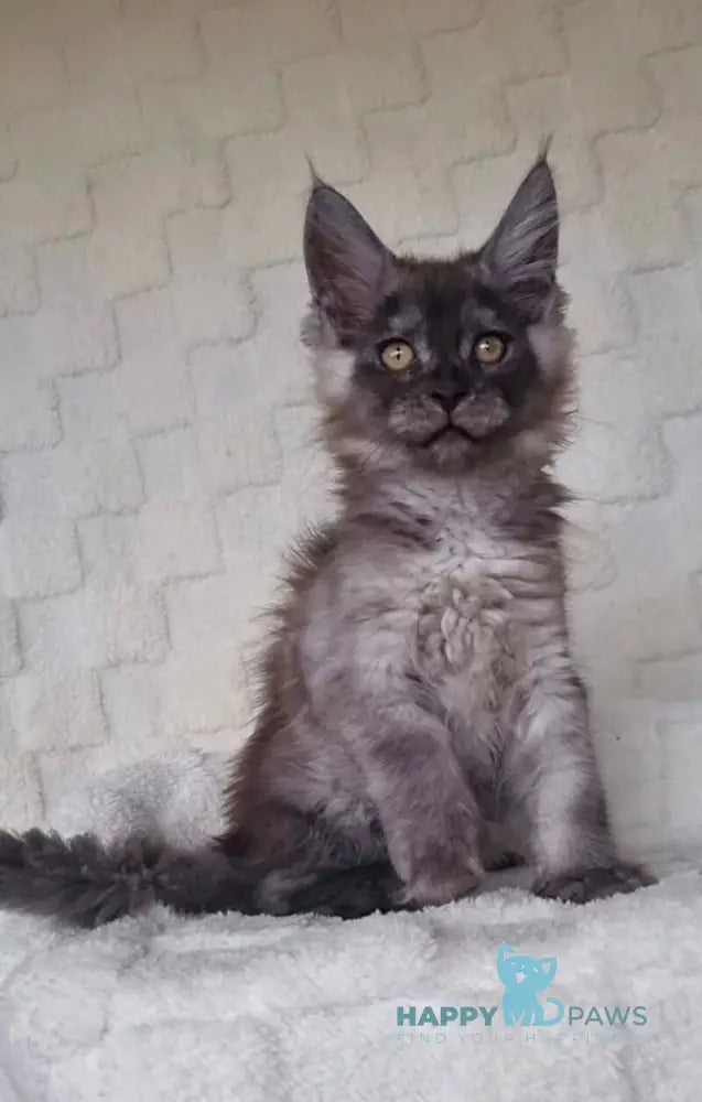 John Maine Coon male black silver live animals