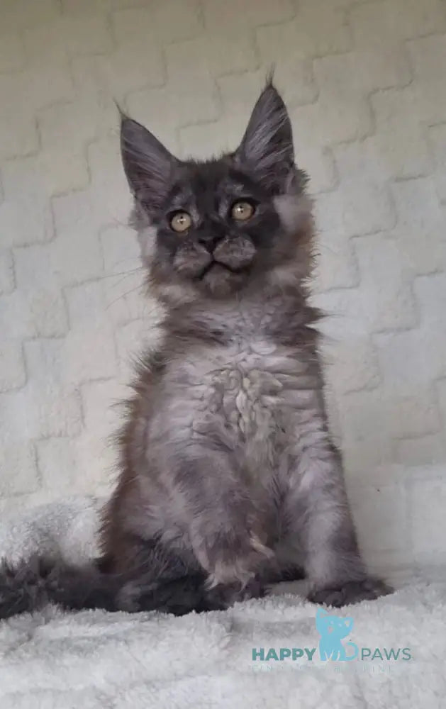 John Maine Coon male black silver live animals