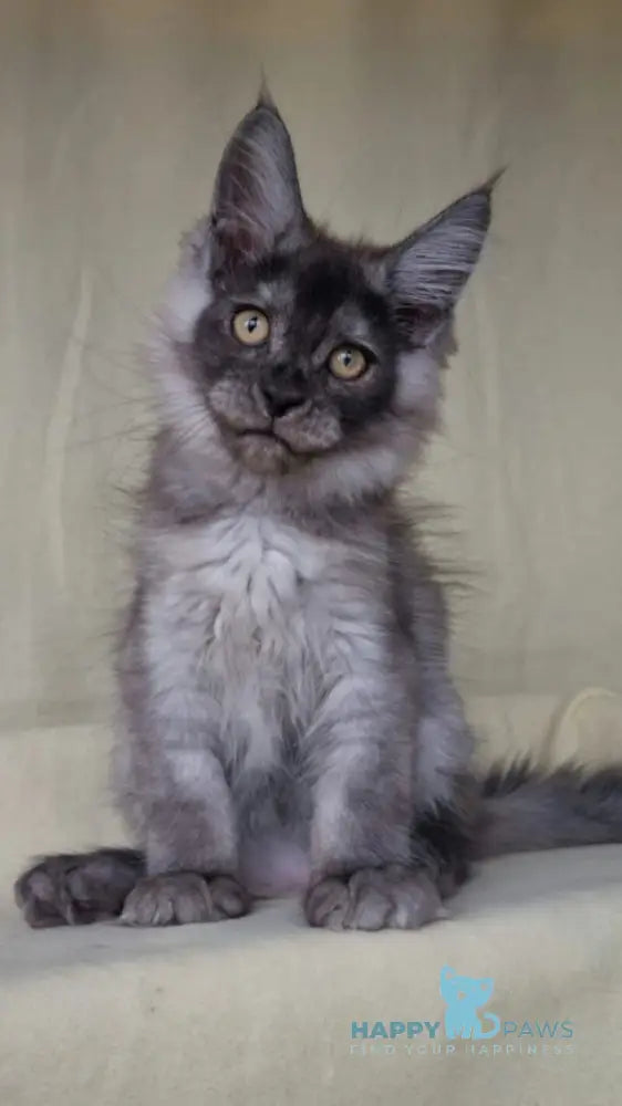 John Maine Coon male black silver live animals