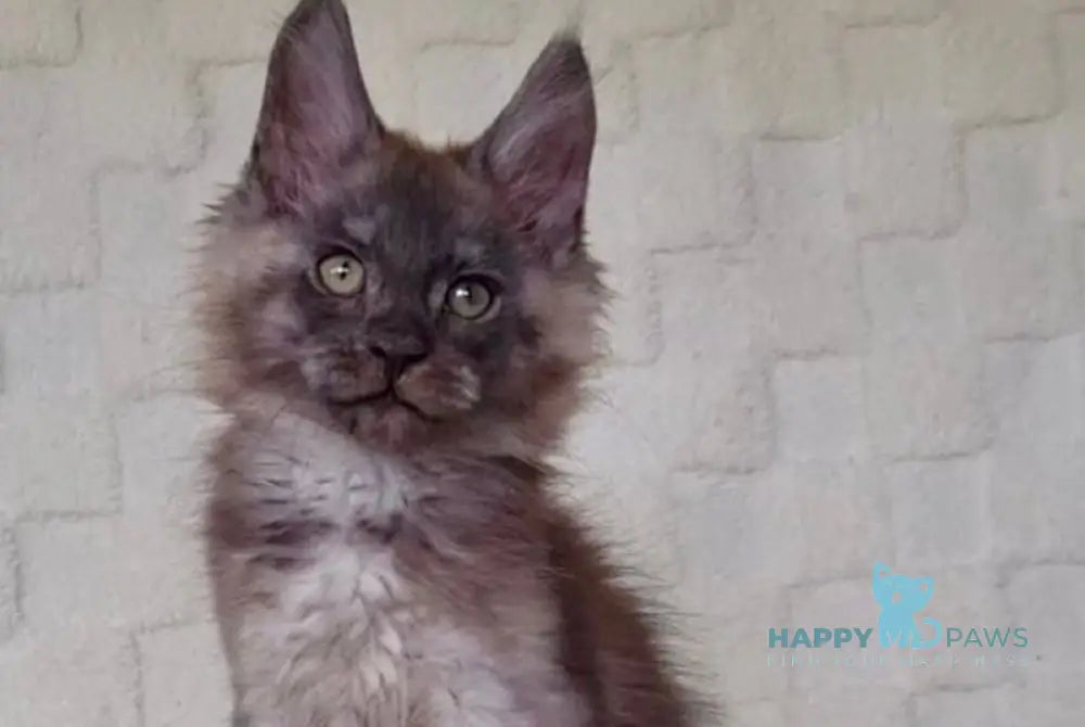 John Maine Coon male black silver live animals
