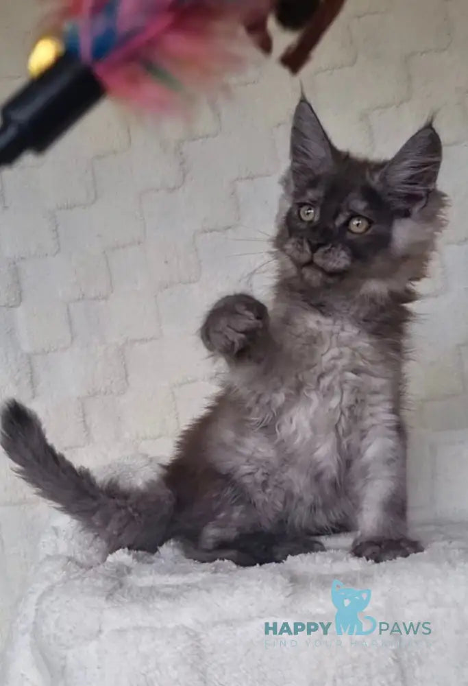 John Maine Coon male black silver live animals