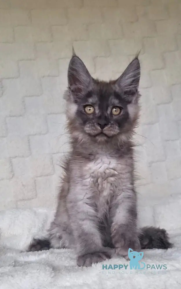 John Maine Coon male black silver live animals