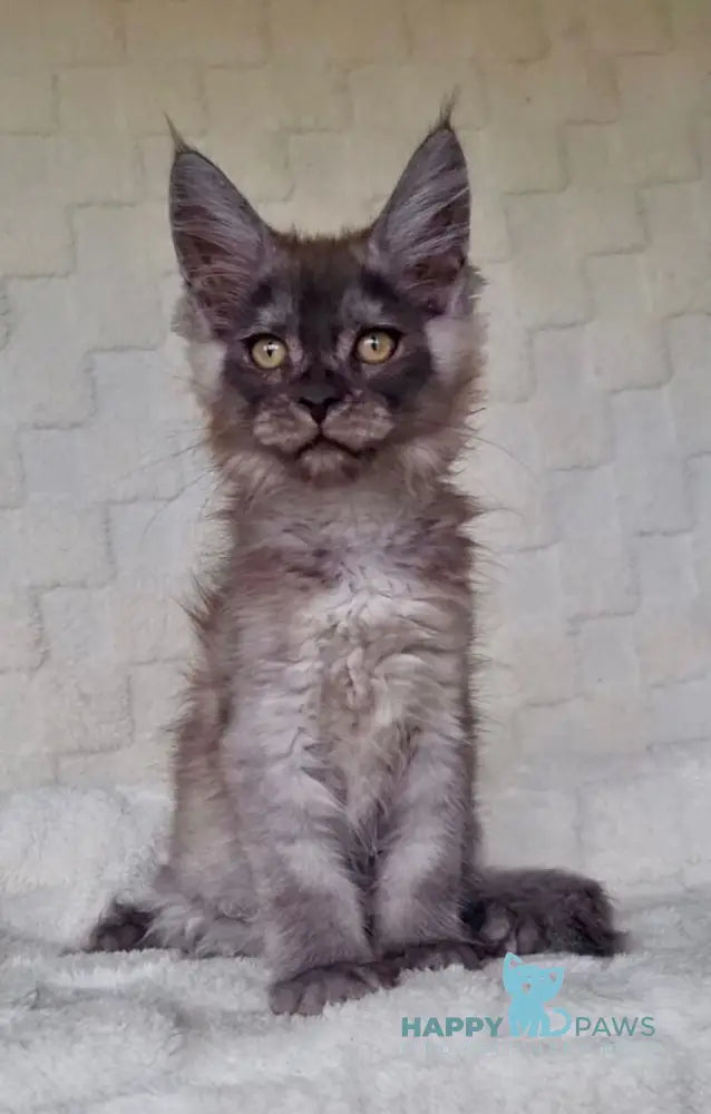 John Maine Coon male black silver live animals