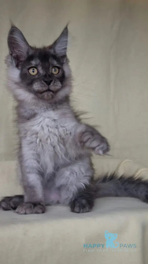 John Maine Coon male black silver live animals