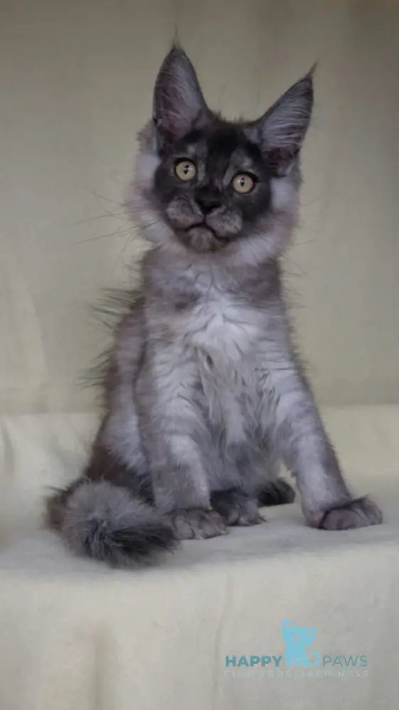 John Maine Coon male black silver live animals